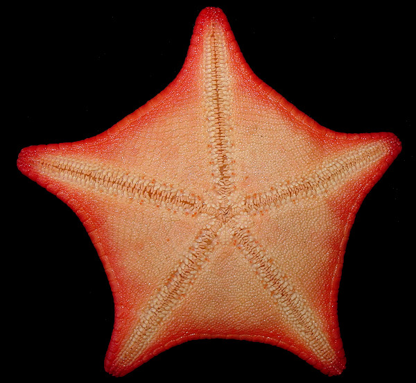 Ceramaster arcticus (Verrill, 1909) "Arctic Cookie Star"